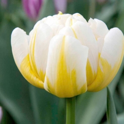 Tulip Flaming Evita